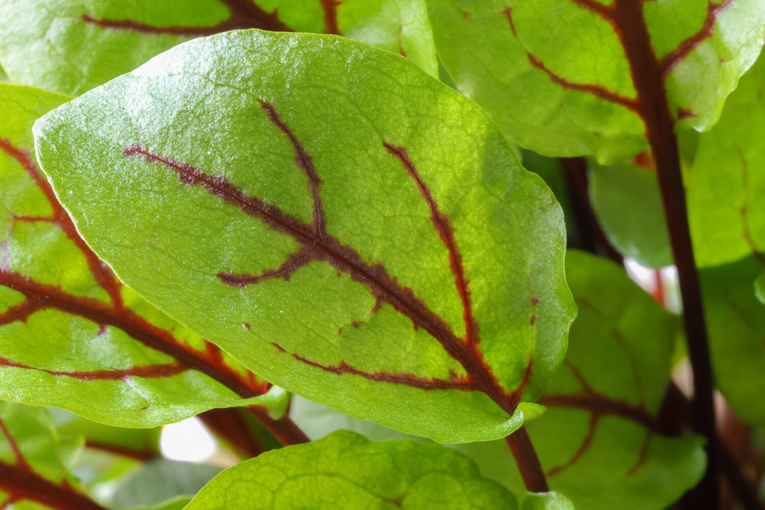 Mini zuring (Red Vein Sorrel) stuk 2